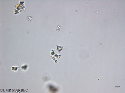 phyto/Thau_Lagoon/THAU_station1/OSU_plancton 2017/Rhabdolithes claviger (031017_coccolitho180614_001_ovl-1)(copy)_thumb.jpg